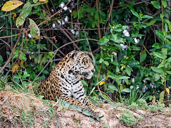 Jaguar Laying |Down in the Wild
